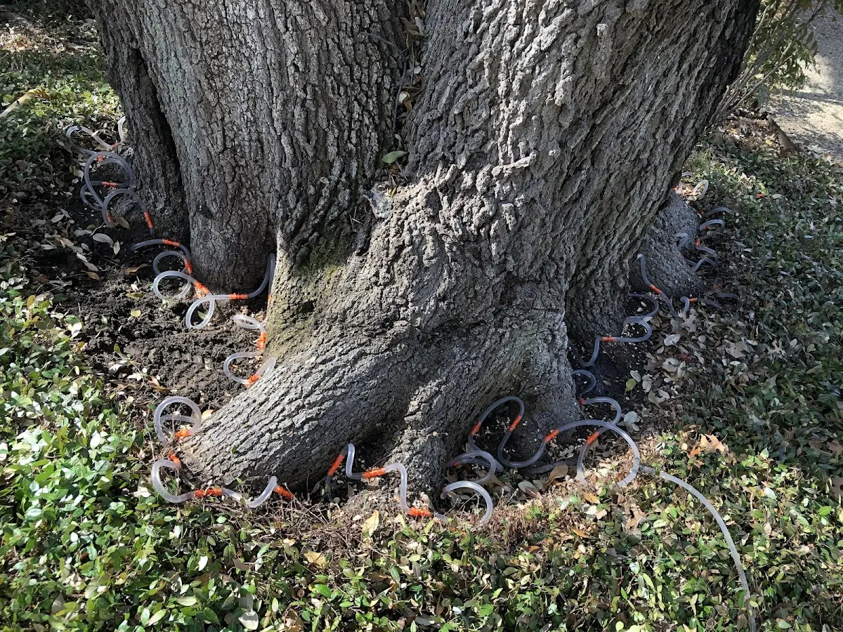 Detailed Tree Cabling and Bracing job site in Corrales
