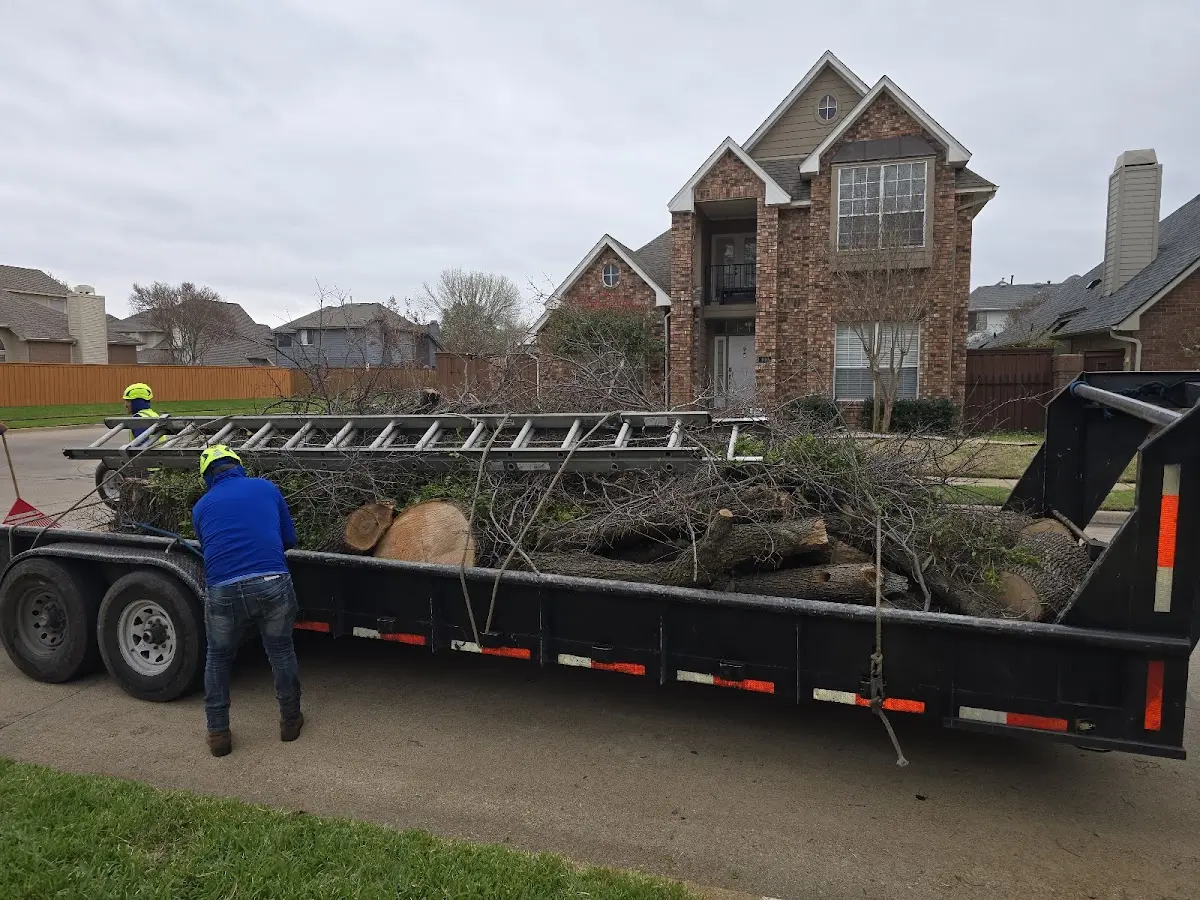 Expert Tree Removal with proper safety equipment in Corrales